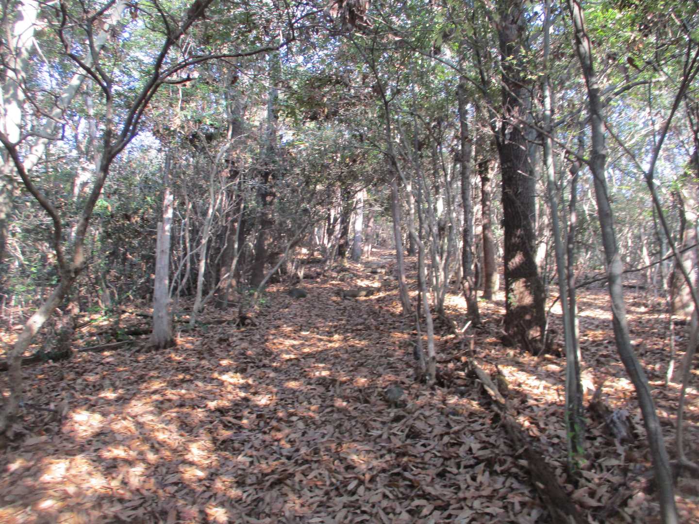 日岡山-蒲生山 往復コースの写真