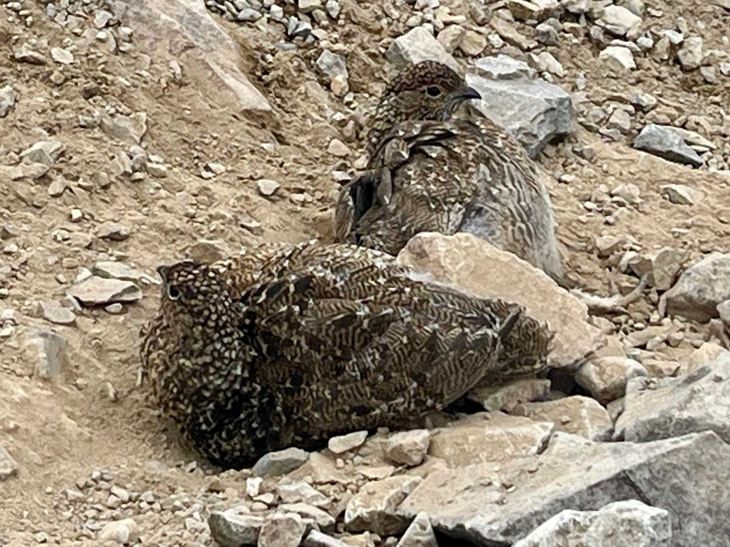 砂遊びの雷鳥さん！
我が家で飼育しよーかなー🤭
エアコンの設定温度とか18なら大丈夫かな？