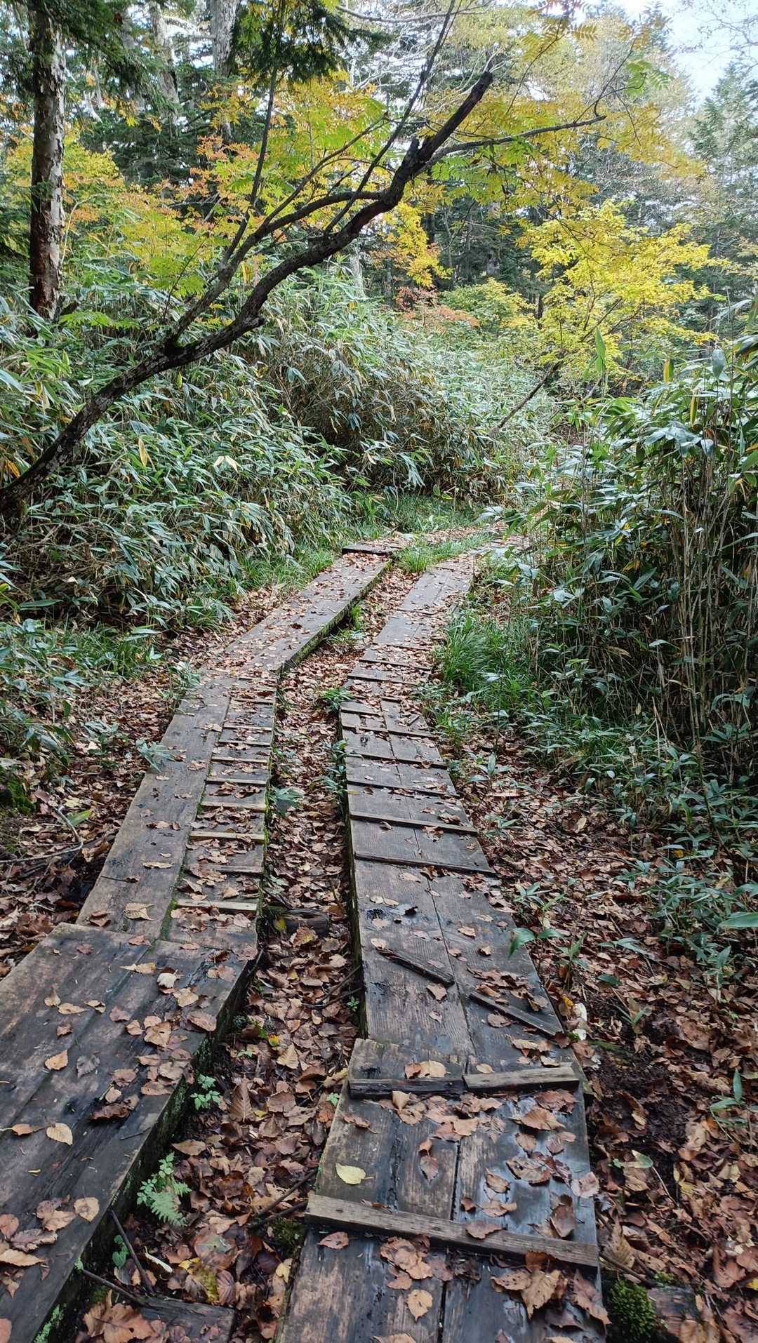 この辺りの木道はとにかく滑ります。葉っぱの上は通らないよう気をつけていてもツルツル滑ります。勢いよく滑って尻もち😖左手をついたので、後で見たら手のひらが青くなっていました😫でもお尻は次の日も痛くなくて助かりました。