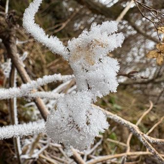 ブリンバンバンボン
