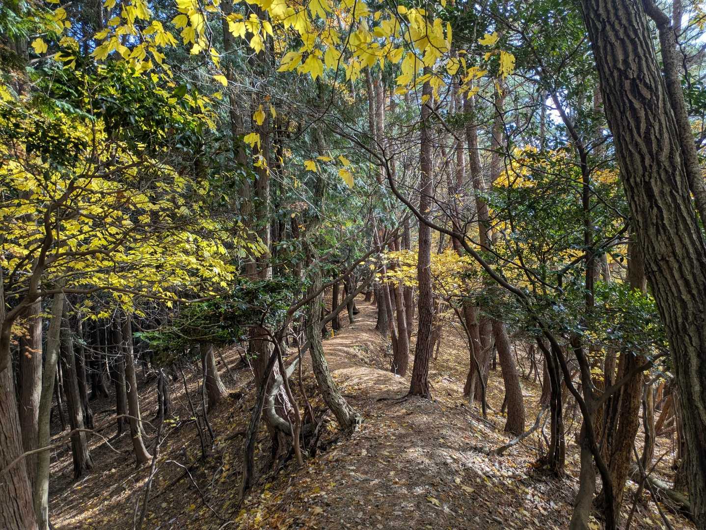 白樫城登り口石碑-白樫城址登山口-小島山 往復コースの写真