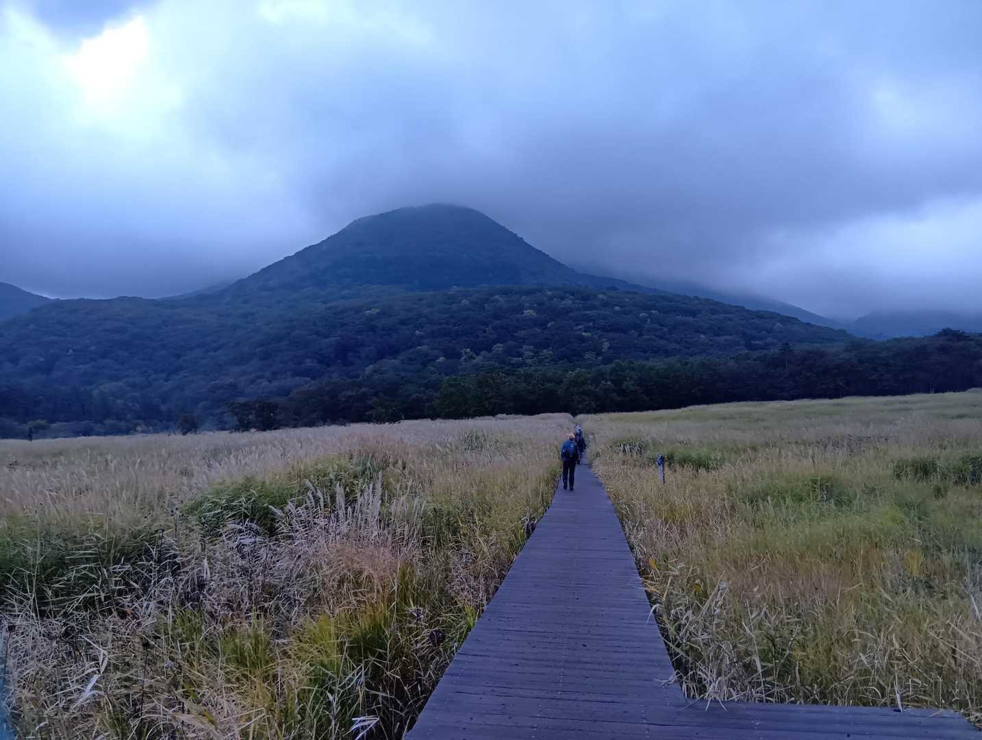 ススキ🌾が背の高さまで伸びてる