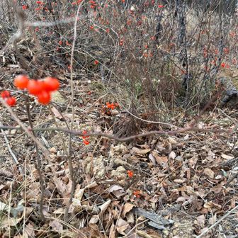 🟢「ニシキギ」？