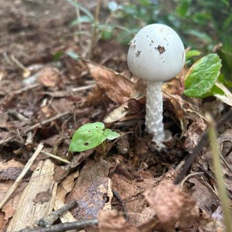 ♨️まだ〜⁉️と思い始めた頃
キノコ🍄があちこちに