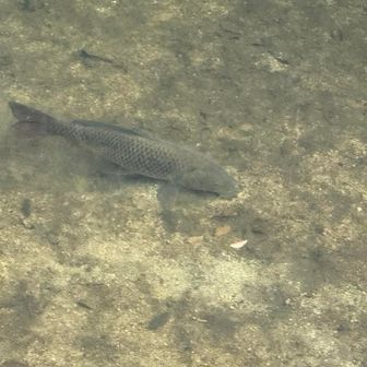 一度川沿いに降りてほしだ園地方面へ
鯉が泳いでた