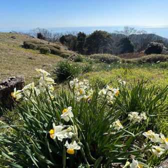 水仙と海なんて素敵✨️