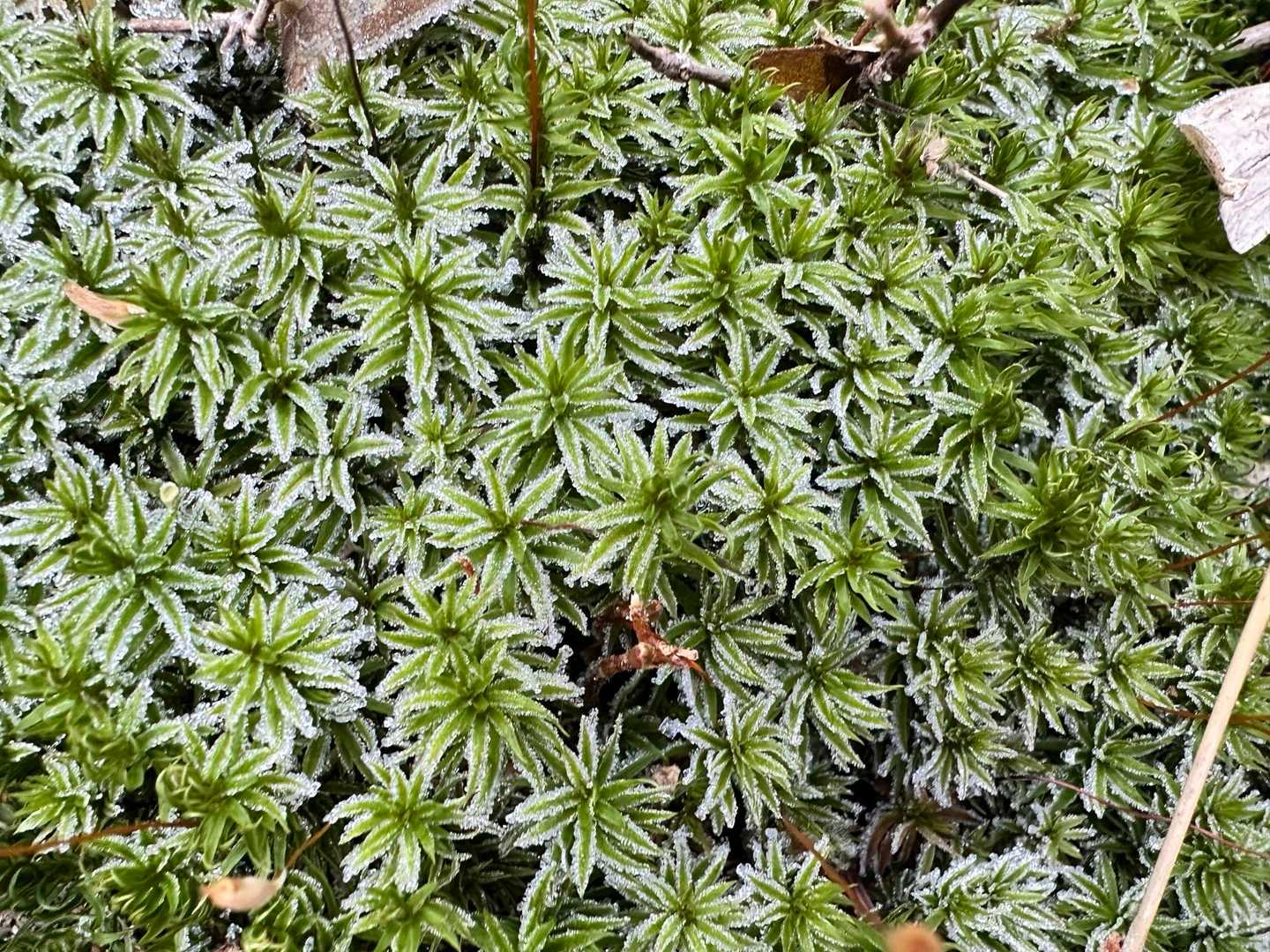 霜が付いた苔綺麗