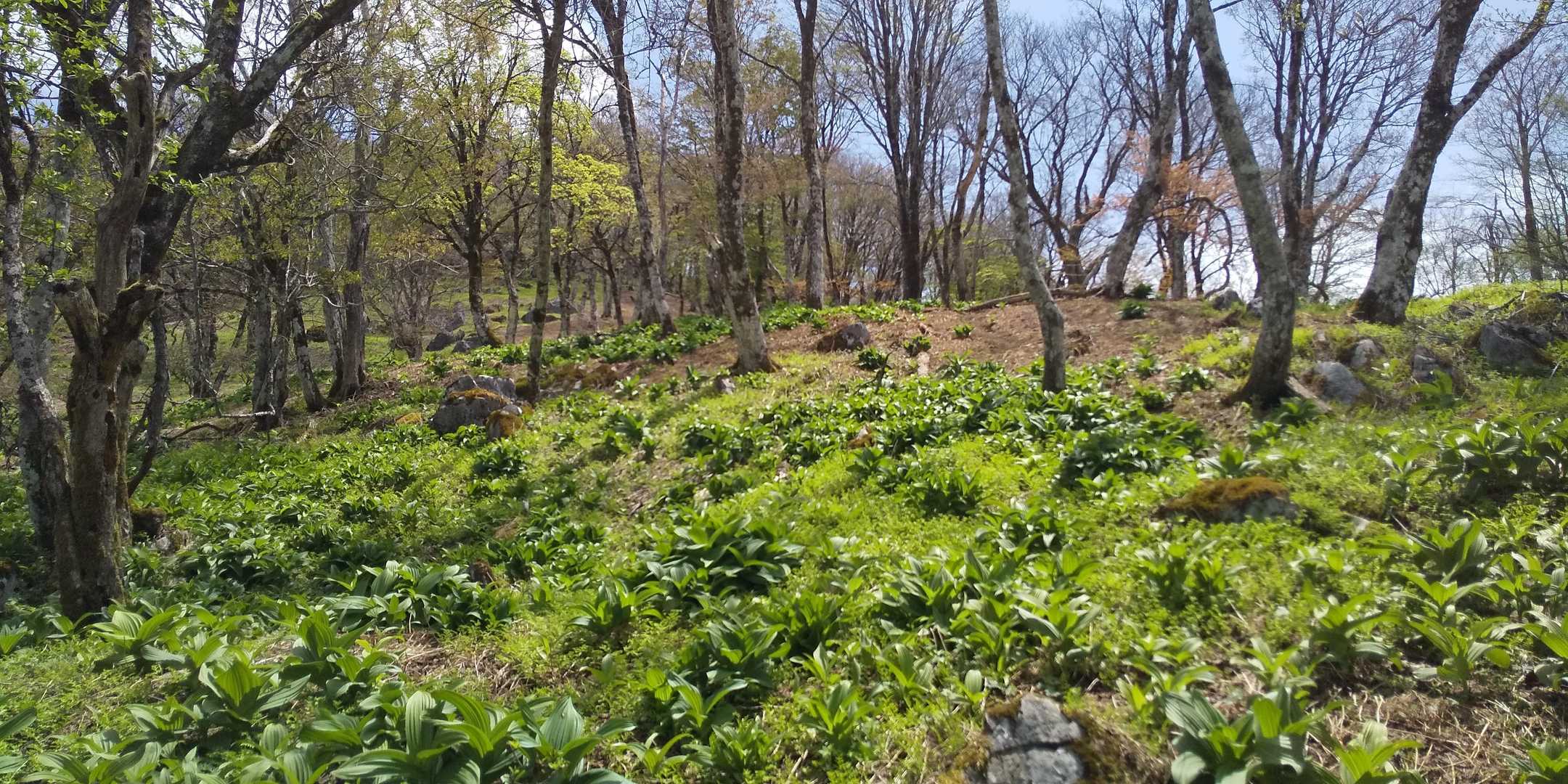 この辺りにはバイケイソウの葉がいっぱい。登りきると、