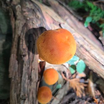 パンみたいな🍄キノコおいしそいなんだけど...
オオワライタケ(毒キノコらしい)