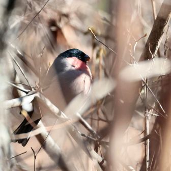 むむむ！ウソを発見！
胸からお腹にかけてうっすら赤いからアカウソかな？🤔