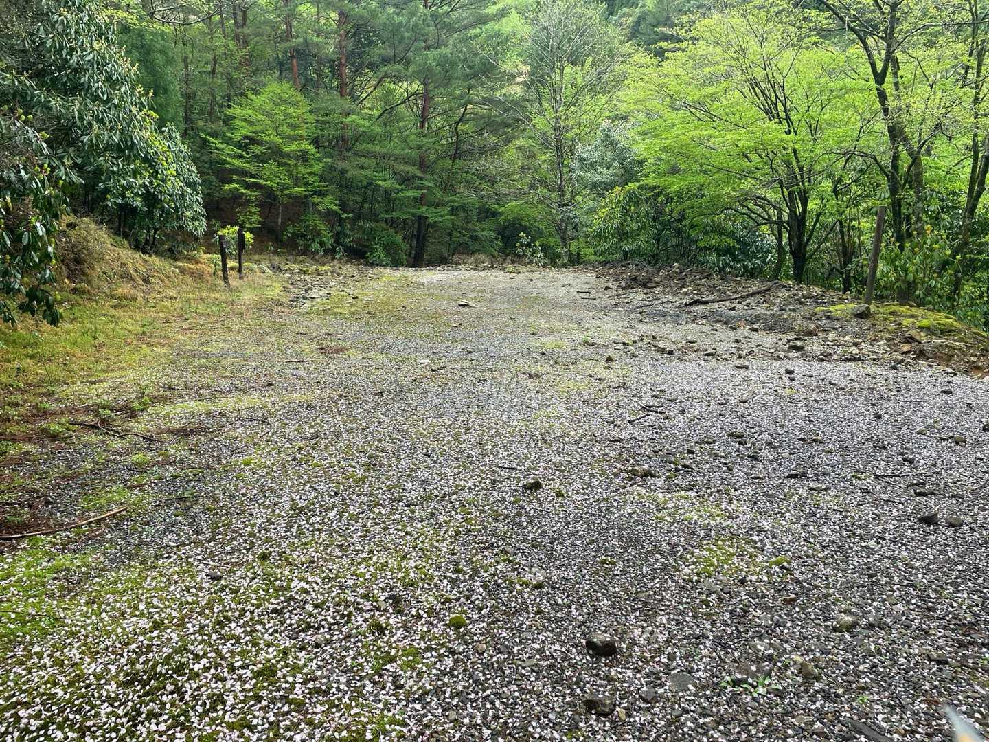 再度林道に出会ったところで山道は終了です
写真では分かりにくいですが山桜の散った花びらがとても綺麗に広がってました