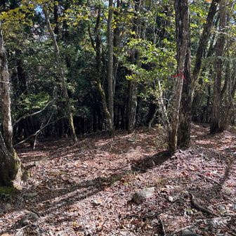 下りで予定していた分岐を間違えた
小屋へピストンのつもりが一杯水へ
迂回するのがやだったので登って戻った
