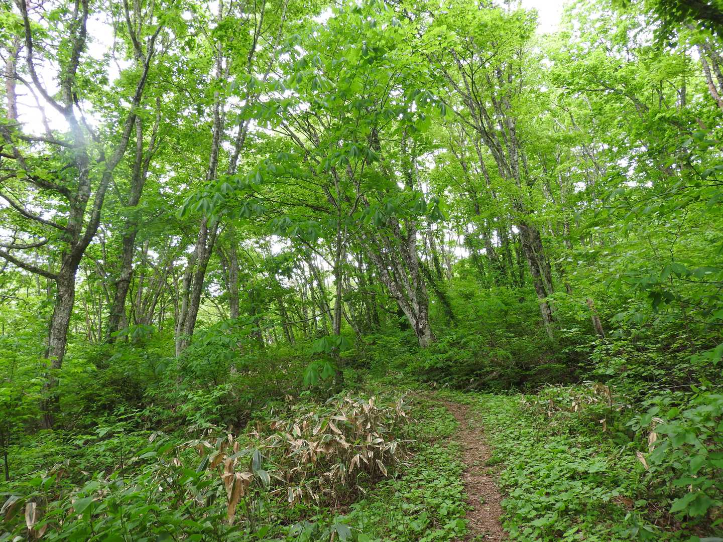 白木峠登山口-白木峠 往復コースの写真