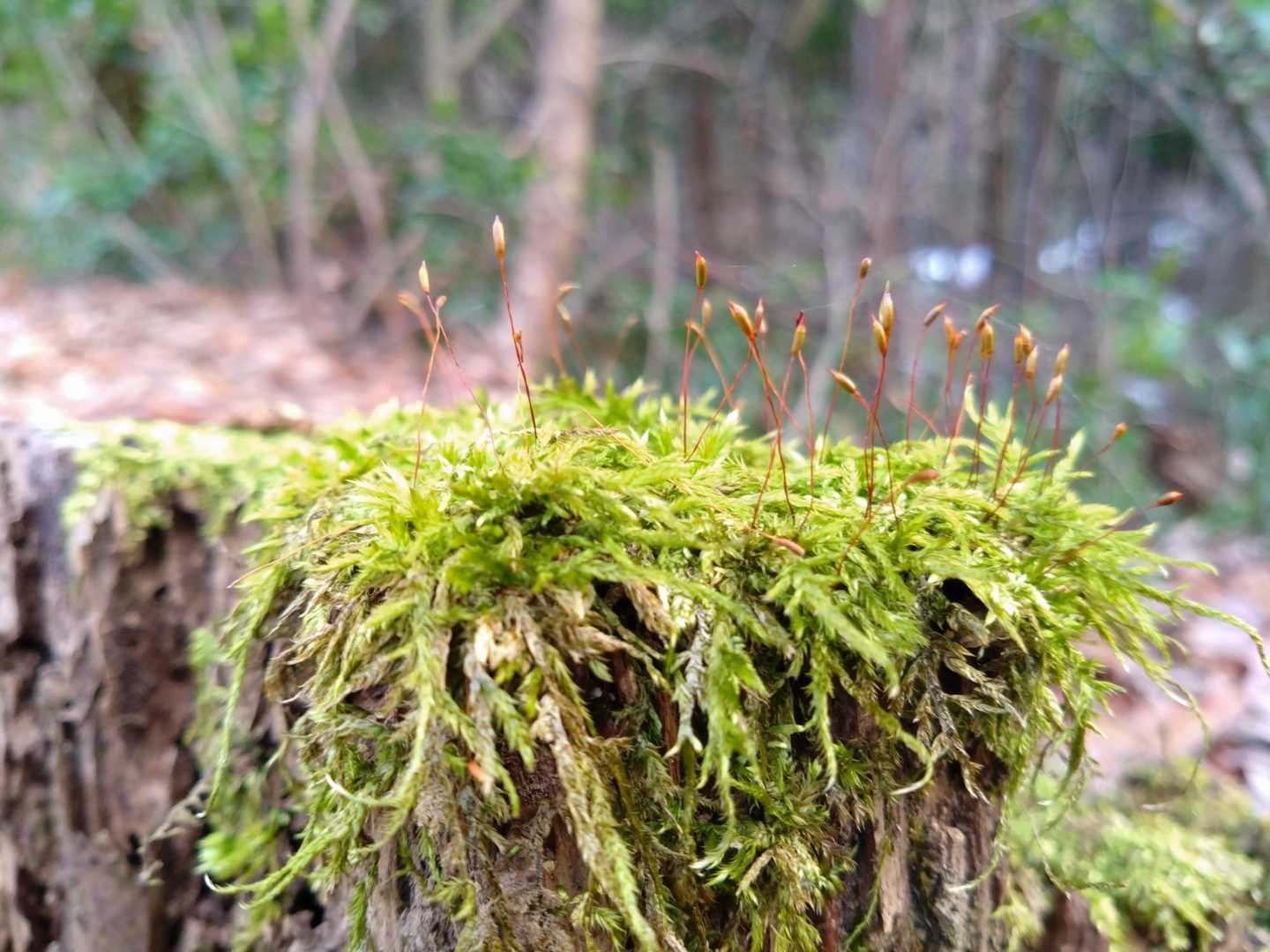 昨年から探している🔎
🌱ﾀﾏｺﾞｹ🌱
何時か会えるかな〜(⁠ ⁠ꈍ⁠ᴗ⁠ꈍ⁠)
