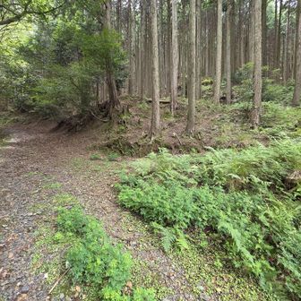 ここが登山口