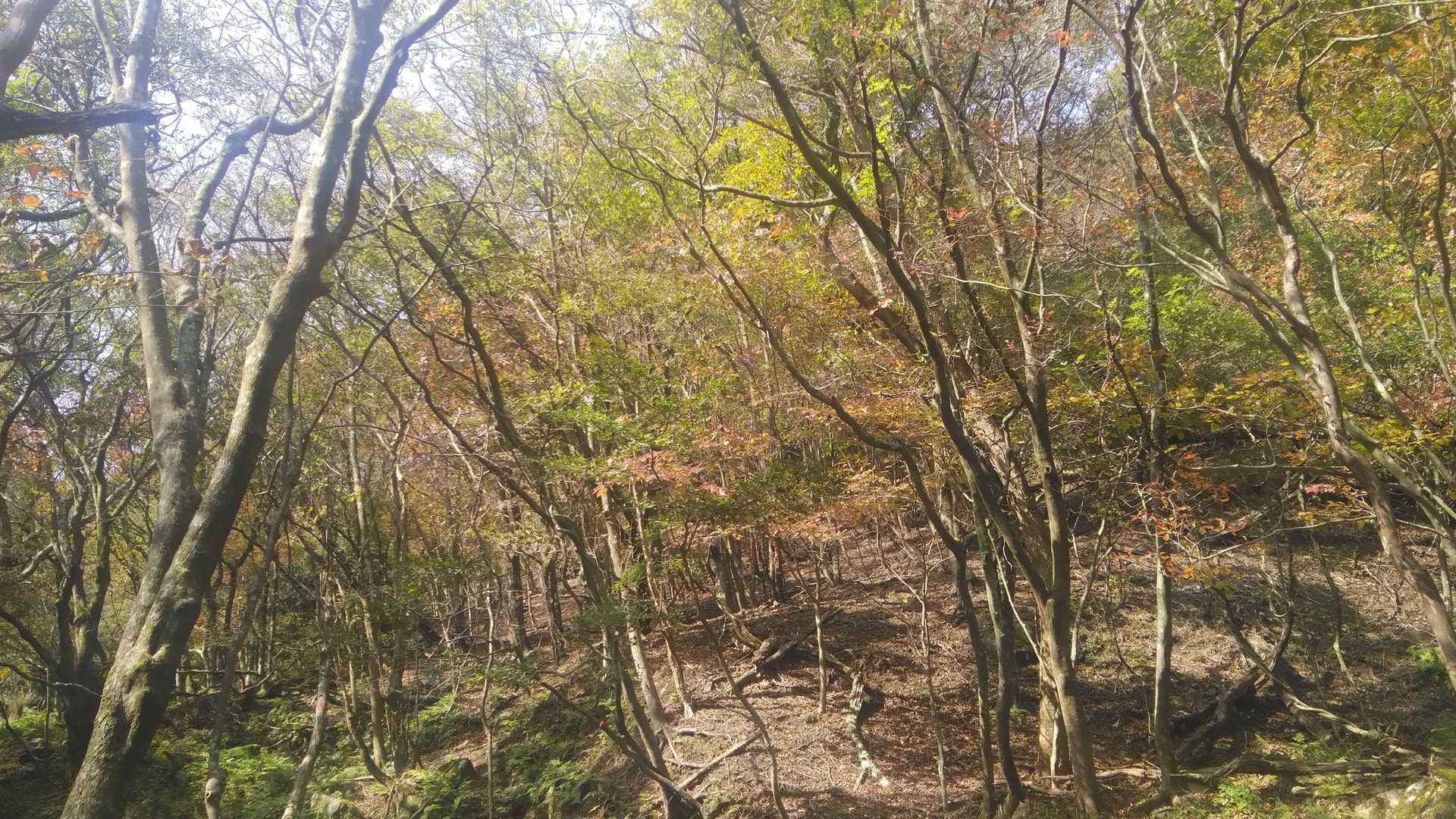 霊山登山口-霊山-みはらしコース入口 周回コースの写真