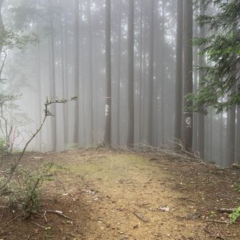 中ノ棒山の山頂は山頂っぽくない登山道途中にある感じ。