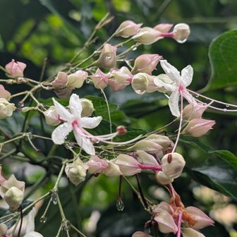 散り始めた葛の香りを嗅ぎながら坂を登り切り、菖蒲園手前で見かけたのがクサギ(臭木)
花も良し💮、実も良し🔵
然し乍ら、擦れた葉から出る臭気が酷い🫩
それさえ無ければ、🧔‍♂の庭木にしたいぐらいだか☺️