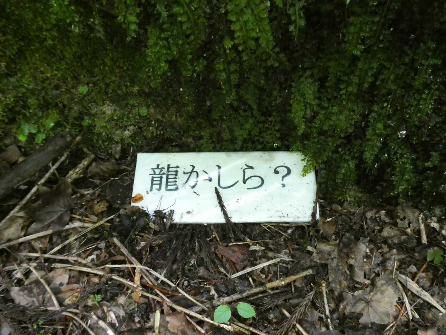 岩のの名は「龍かしら？」