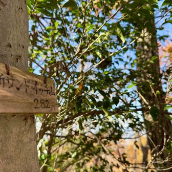 新サンドイッチ山へ着きました
小さな山名プレートを探しました
大きなプレートはなくなったようです