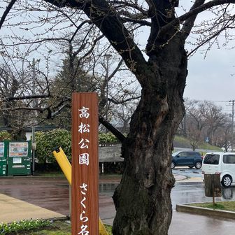 桜もうすぐかな🌸
全国さくら名所100選に選ばれたらし〜