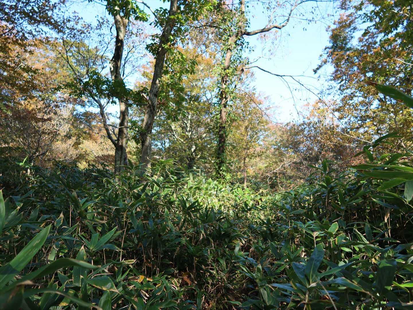 途中で背丈以上の猛烈な笹藪が現われます
でも踏み跡がしっかりしており、距離もそんなに長くはありません

