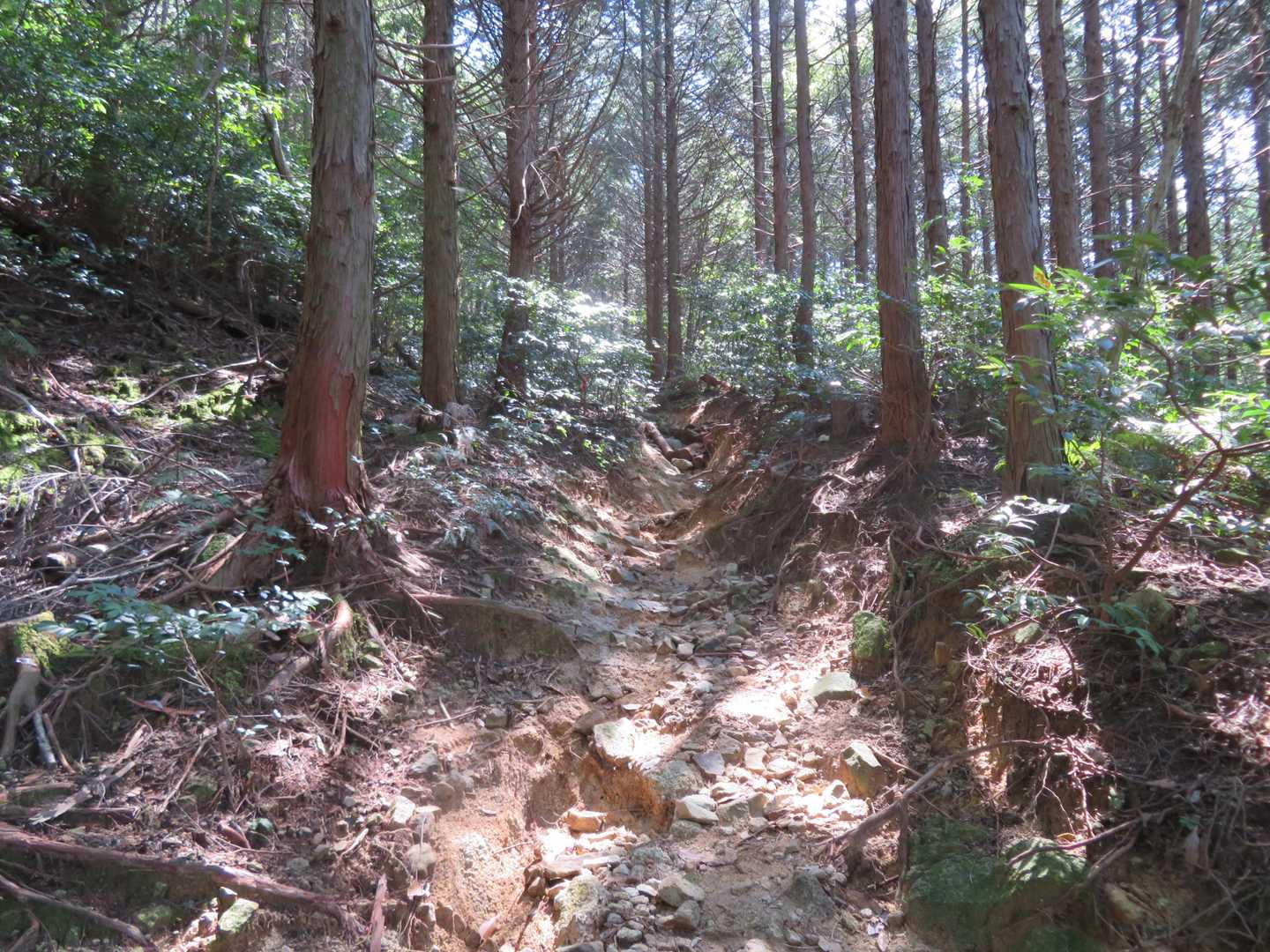 登山道