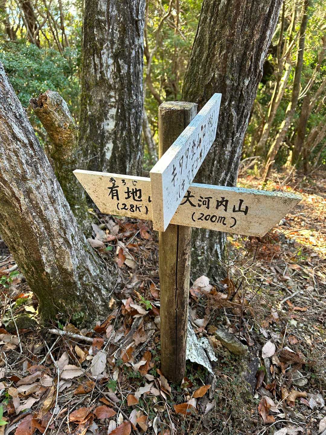 分岐に来ましたよ
