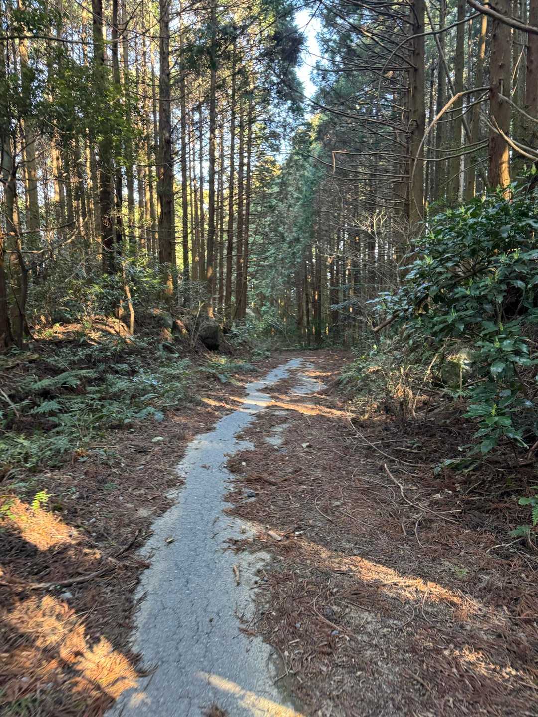 舗装路が続きます