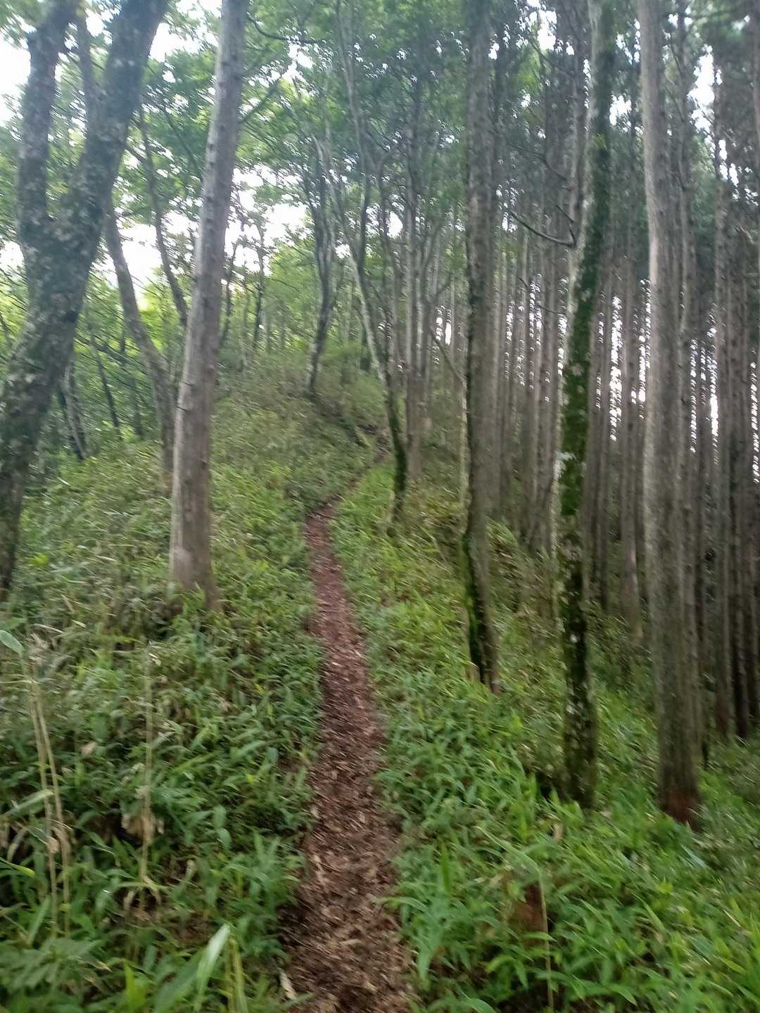 上林峠-陣ヶ森-前々司山-うなめご 往復コースの写真