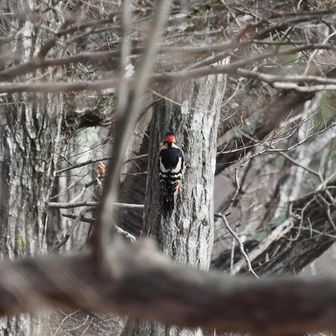 アカゲラだ！初撮影です。枝葉が落ちて鳥が見えやすくなりましたね