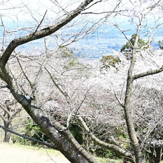 桜を見に来た人で駐車場は満車状態