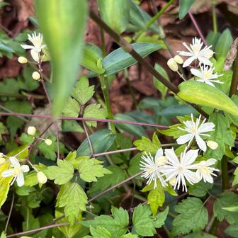 センニンソウかと思ったら　ボタンヅルの花　似ていて可愛い🤍　葉がギザギザ🌿