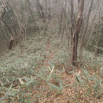 くだりが大変。落ち葉で転ばないように気を付けて歩こう。そして私が滑りました。