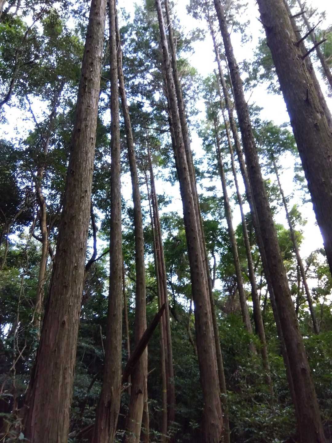 鹿🦌の鳴き声✨