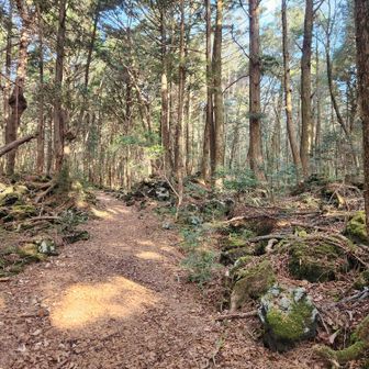 樹海　八ヶ岳の登山道の苔が生えてる場所に似てる