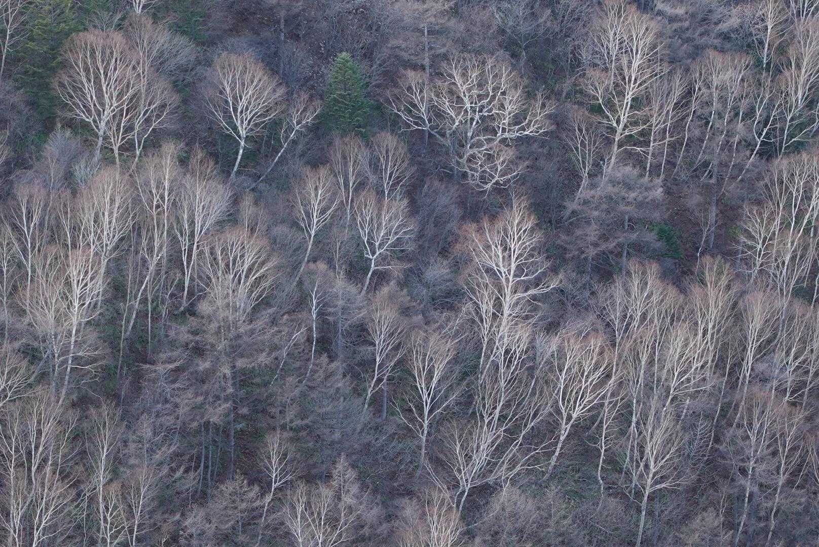 ダケカンバの落葉後、独特の景観が好き〜🤎