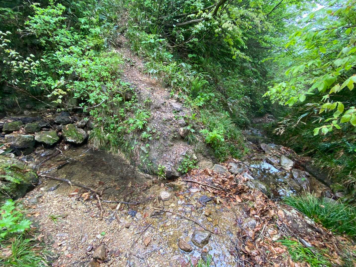 水場の真ん中が登山道
ちょっと飲めるのか不明