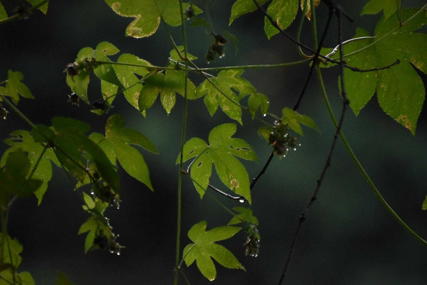 前夜の雨で山全体がしっとりしている。