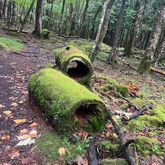 苔まみれで幻想的で美しい！