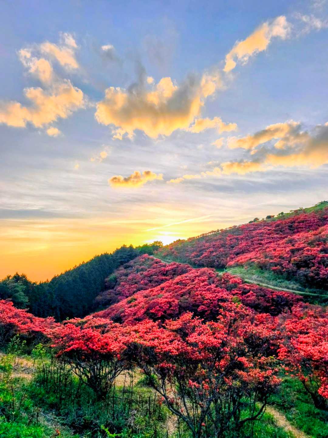 大和葛城山-水越峠 縦走コースの写真