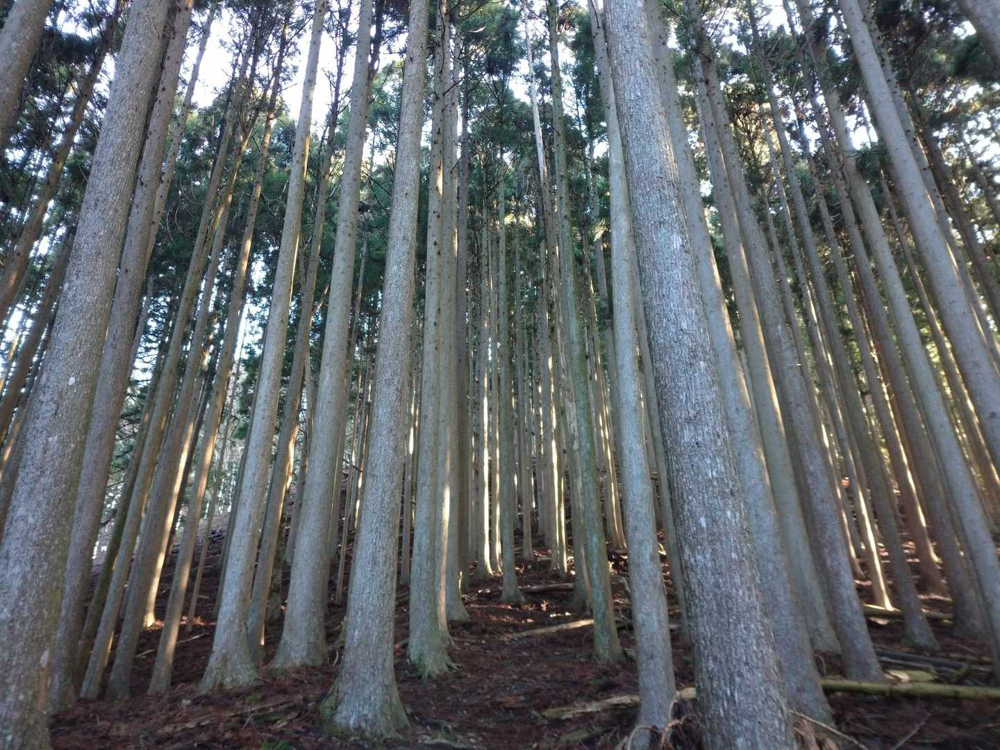 武奈ヶ岳 西南稜コースの写真