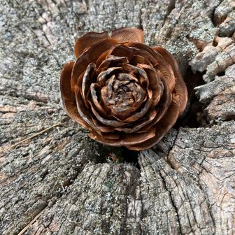 シダローズ
写真を撮る前にポケット入れてたら
二回り程、外側が取れて小さくなってしまった😭バラ🌹のようだったのに残念😹