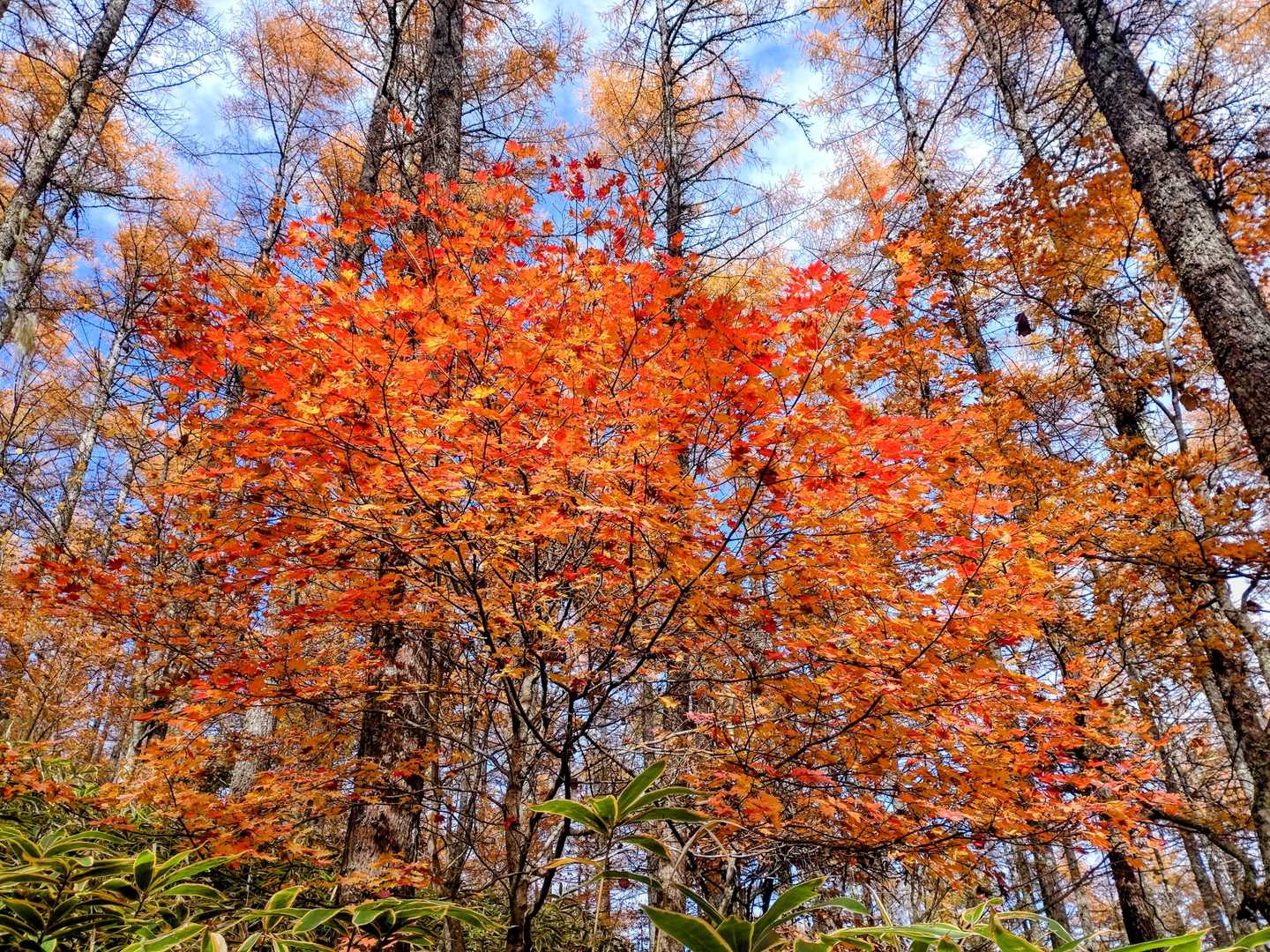 矢立石登山口-日向山｜日向山往復コースの写真