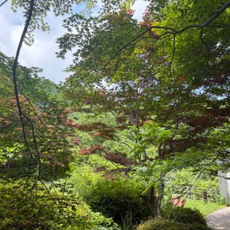 吊り橋の入り口。
2ヶ月前はちょうど桜が満開の時期🌸
今日みたら紅葉の木も多く、秋の紅葉楽しめる場所でした🍁