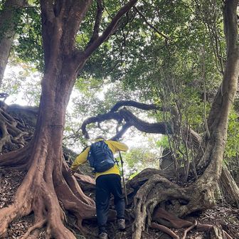 根っこも凄いのが、いっぱい😆