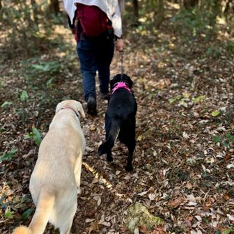 ラストピークを目指して並んで歩く

そして最後は首輪。舗装路ピストンして…