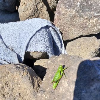 わたしはでかい声だしながら登山してますんで‥　三角点でおすましバッタ氏