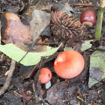 きのこ🍄が　たくさんです🍄🍄‍🟫