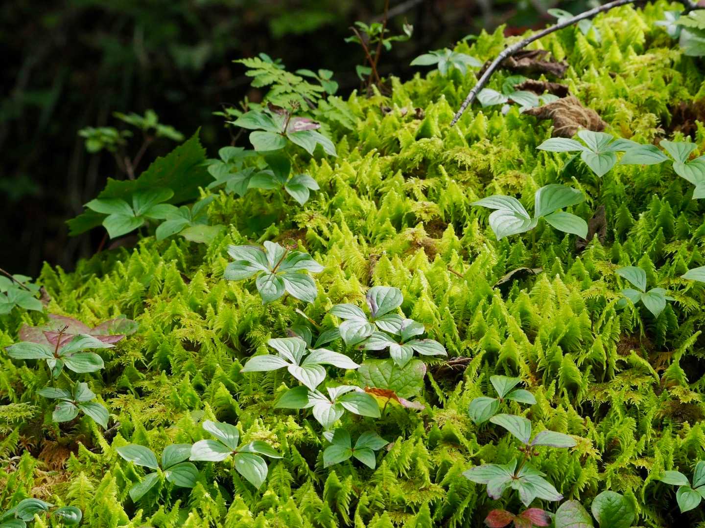 ゴゼンタチバナと苔
この苔もあまり見ません